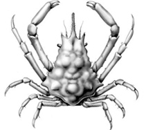 Drawing T. Kurz; Go to the Atlas of Exotic animals of the Mediterranean Sea